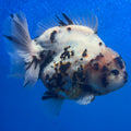 Thai Oranda Tri-Color Tiger 4" Female(NKT-CK-1571)BLUETUB-B