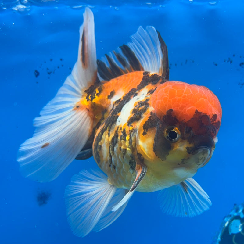 Thai Oranda Tri-Color Calico Tiger 4” Body Male(CK-1361)SHOWTANK2