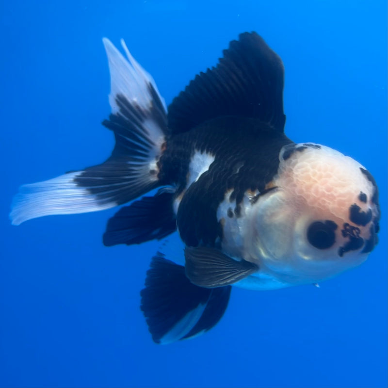 Thai Oranda Panda 3” Body Male(CK-1219)R1A09