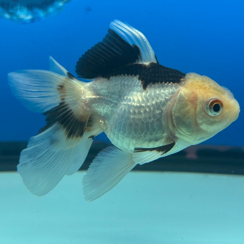 Thai Oranda Panda 2.5” Body Female(CK-1292)R3B01
