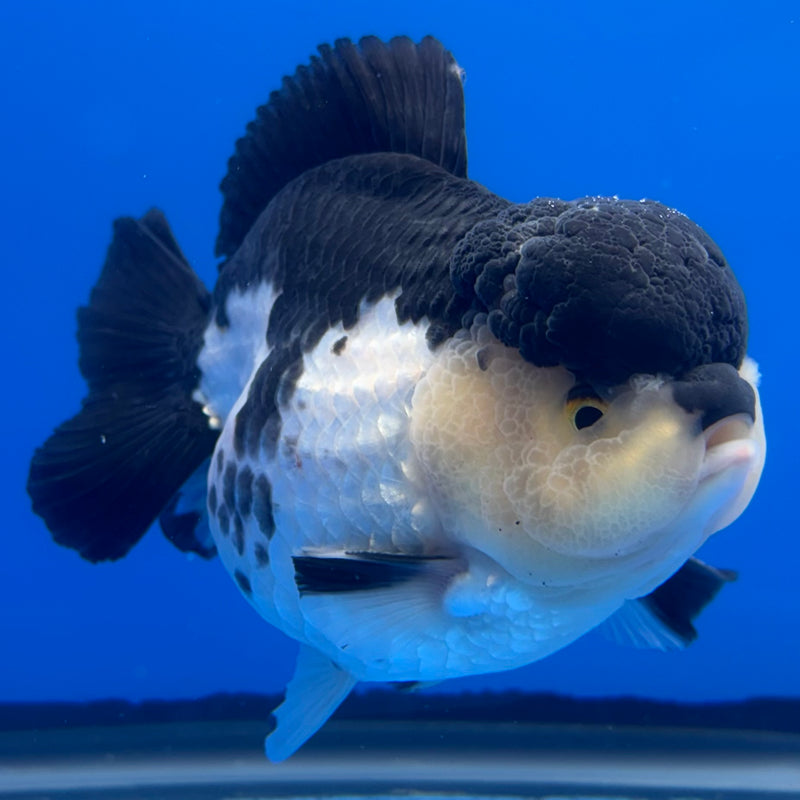 Thai Premium Oranda Yuanbao Panda 4” Body Male(CK-769)R1BlueTub4