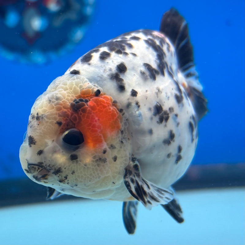 Thai Ranchu Tri-Color Calico 3.5” Body Male(CK-947)R2C03