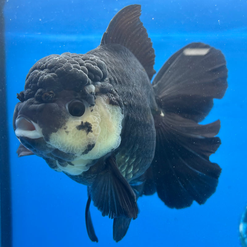 Thai Oranda Panda 4.5” Body Female(CK-1491)R2B20