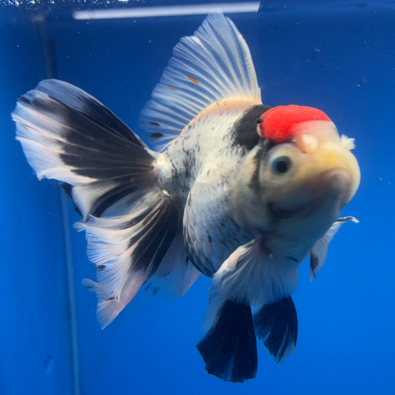 Thai Oranda Tri-Color 4” Body Female(CK-819)R1A07