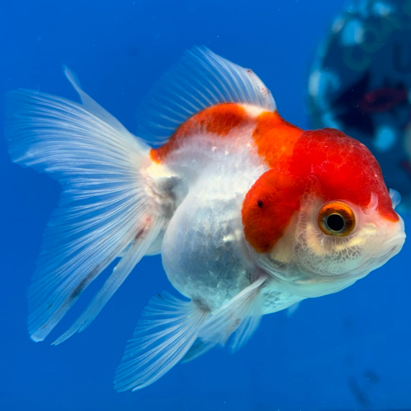 Thai Oranda Red/White 2.5" Female(CK-1529)R3B13