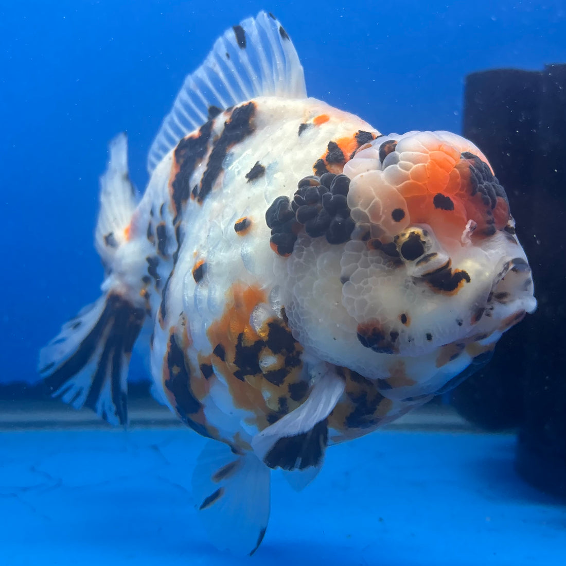 Thai Oranda Tri-Color Tiger 4.5" Female (NKT-CK-1566)BLUETUB-B