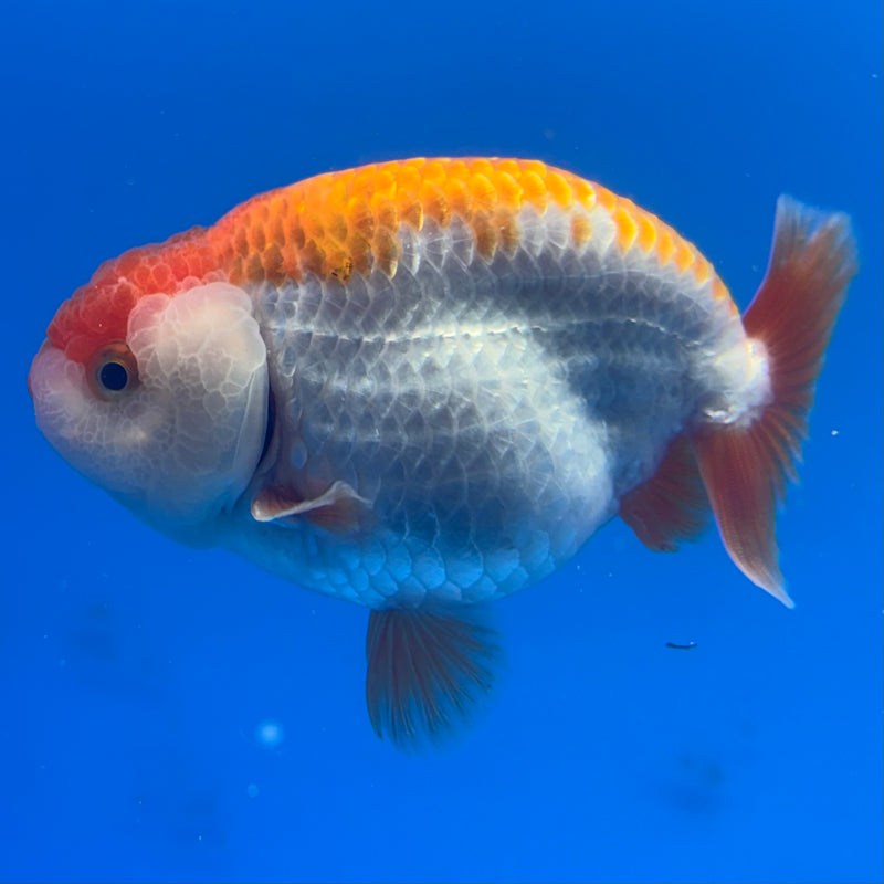 Thai Ranchu Red/White 3.5” Body Male(CK-826)R3A13