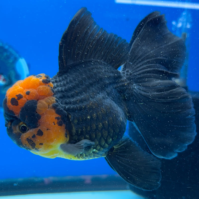 Thai Oranda Apache 3.5" Female(CK-1545)R2B02