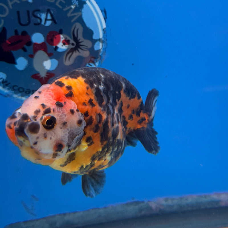 Chinese Ranchu Calico 3.5in Female (FEB-304)R2A05