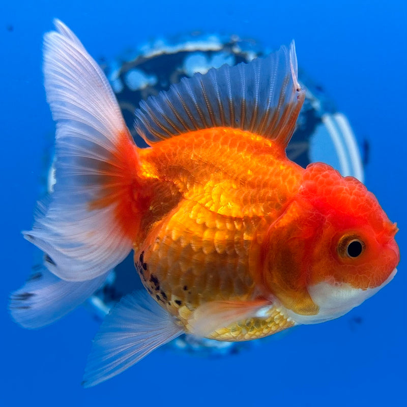 Thai Oranda Button Eye Red/White 2” Body Female(CK-1276)R3B04