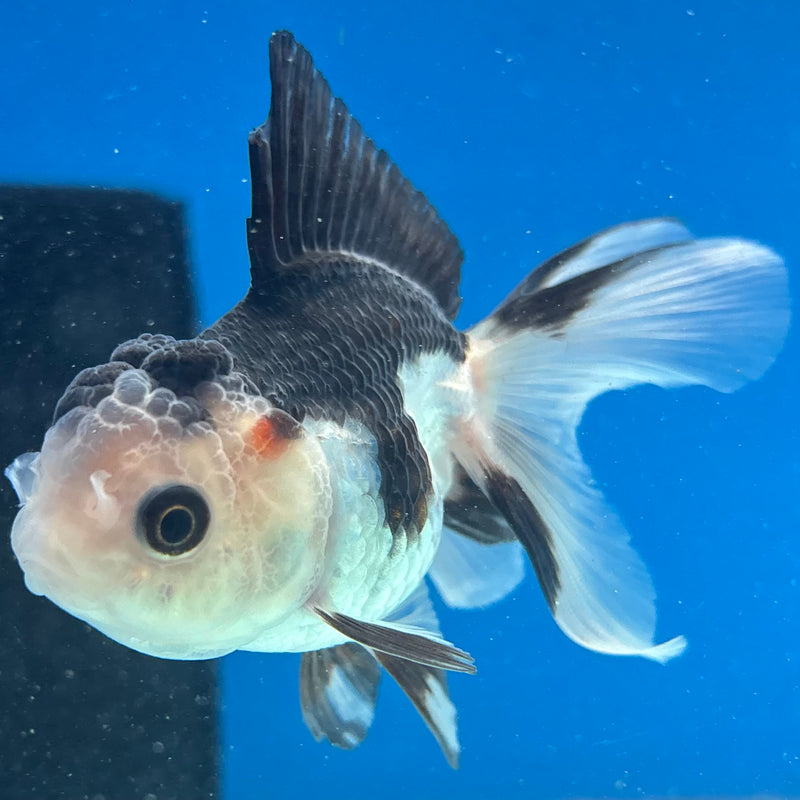 Thai Oranda Panda 2” Body Female(CK-1015)R3B14