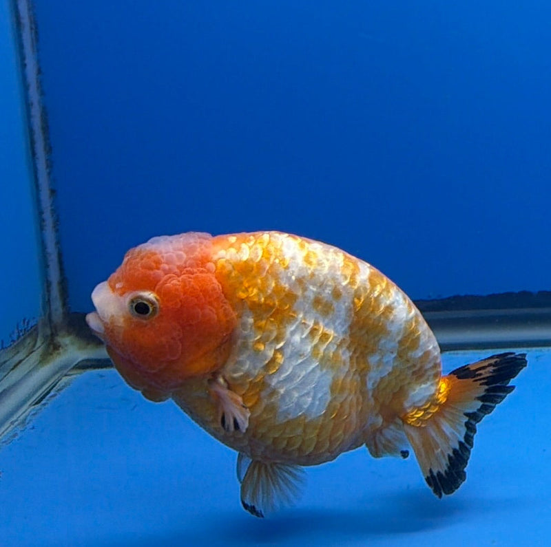 Chinese Ranchu Red & White Calico 3.5in Female (FEB-305)R2A05