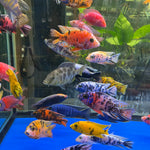 Live Freshwater Cichlid Assorted Large Size 4" MALE – Premium Hand-Selected