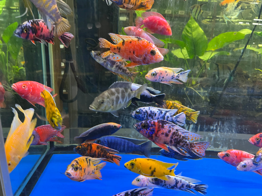 Live Freshwater Cichlid Assorted Large Size 4" MALE – Premium Hand-Selected