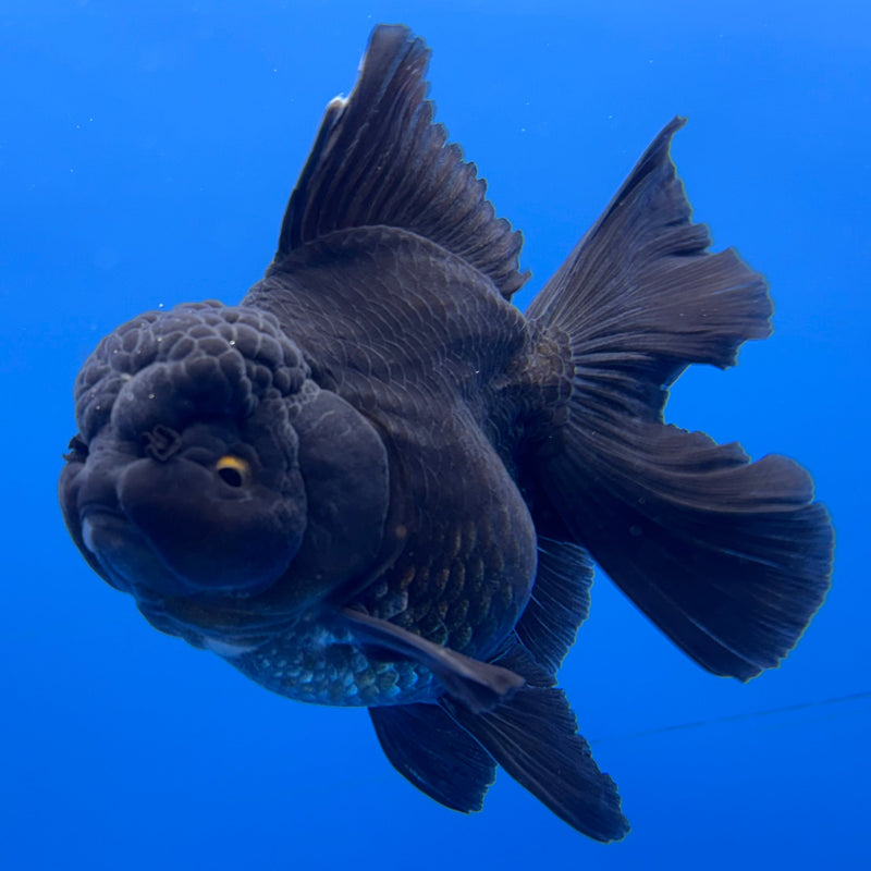 Thai Oranda Full Black 3” Body Female(CK-624)R1A03