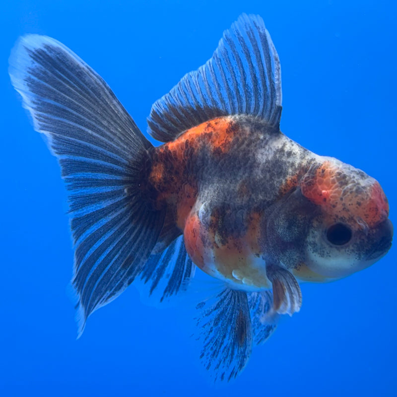 Thai Oranda SHOGUN 3” Body Male(CK-732)R1B01