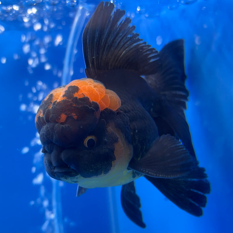 Thai Oranda Apache 3” Body Male(CK-734)R1B02