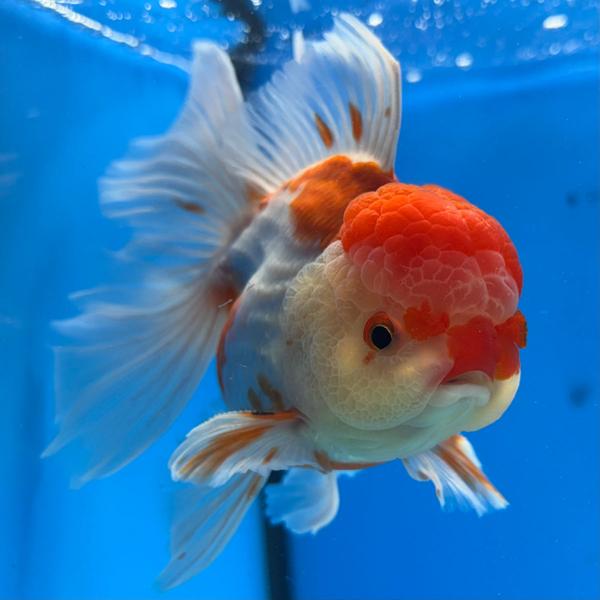 Thai Oranda Red/White 3.5” Male(CK-1624)R2A07