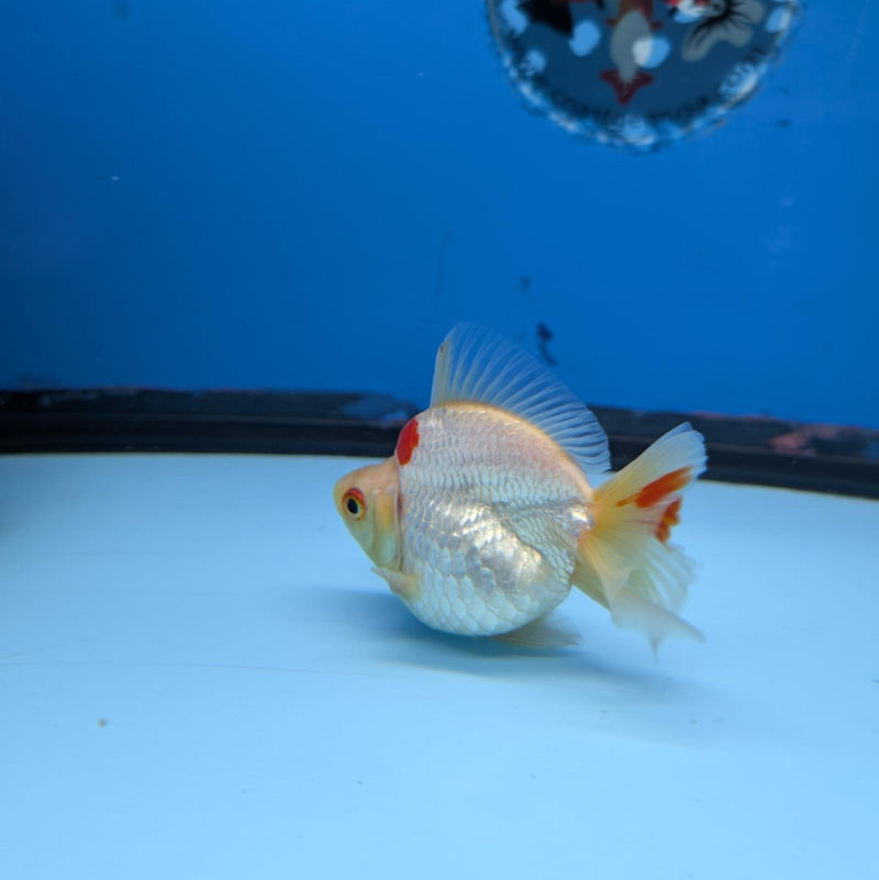 (KP-235) Red & White Thai Ryukin 2.5'' Female Show Quality R3B09