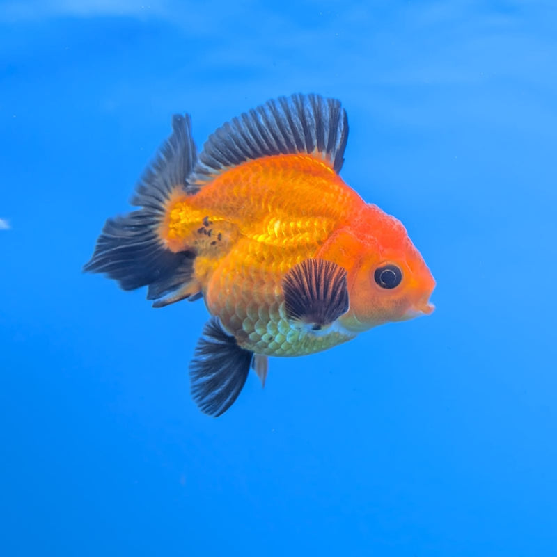 (DR-004) Thai Fancy Black and Red Oranda 2.5" Male R3B06