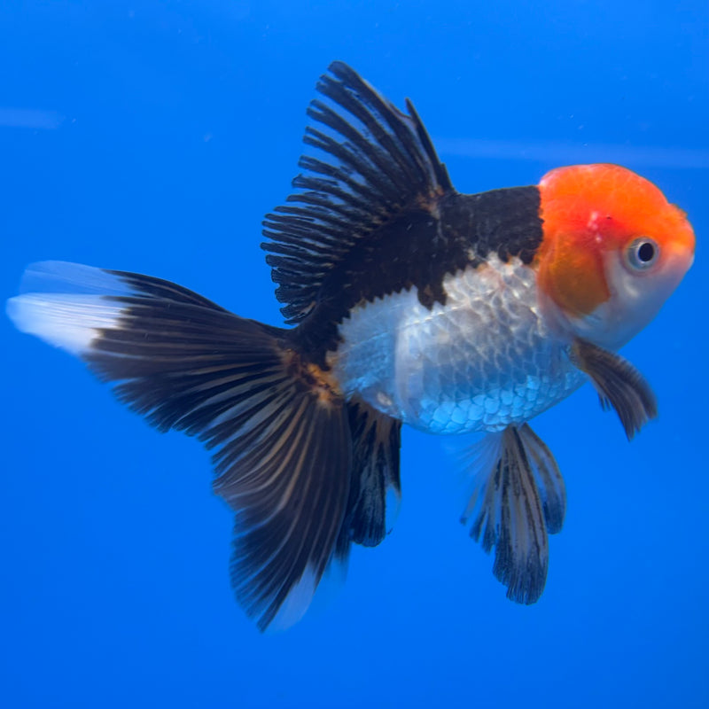 Thai Oranda Tri-Color 2.5” Body Male(CK-1306)R3B17