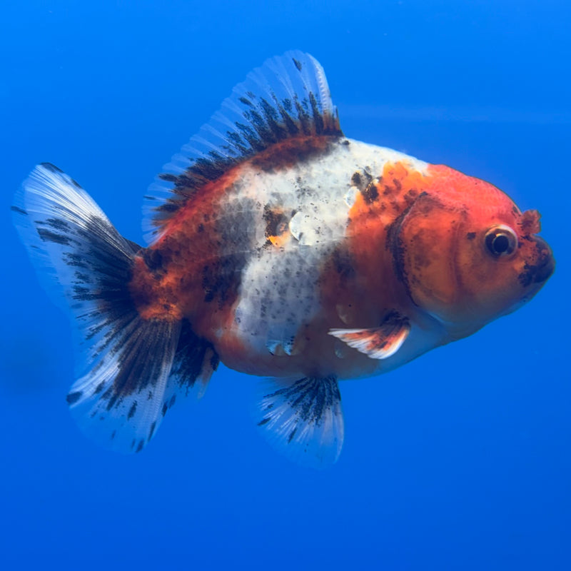 Thai Oranda SHOGUN 3” Body Male(CK-800)R1B04