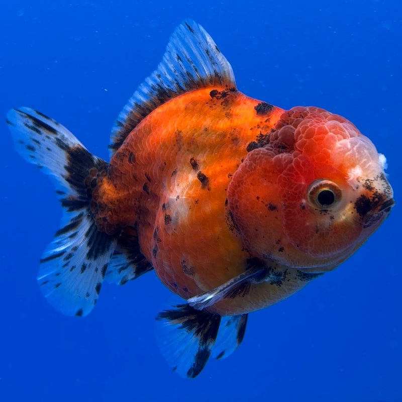 Thai Oranda Tri-Color SHOGUN Calico 3” Body Male(CK-716)R1A06