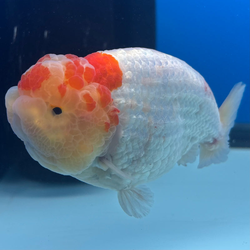 Thai Ranchu Lemon Head/White/Red Calico 3.5" Body Male(CK-894)R1A11