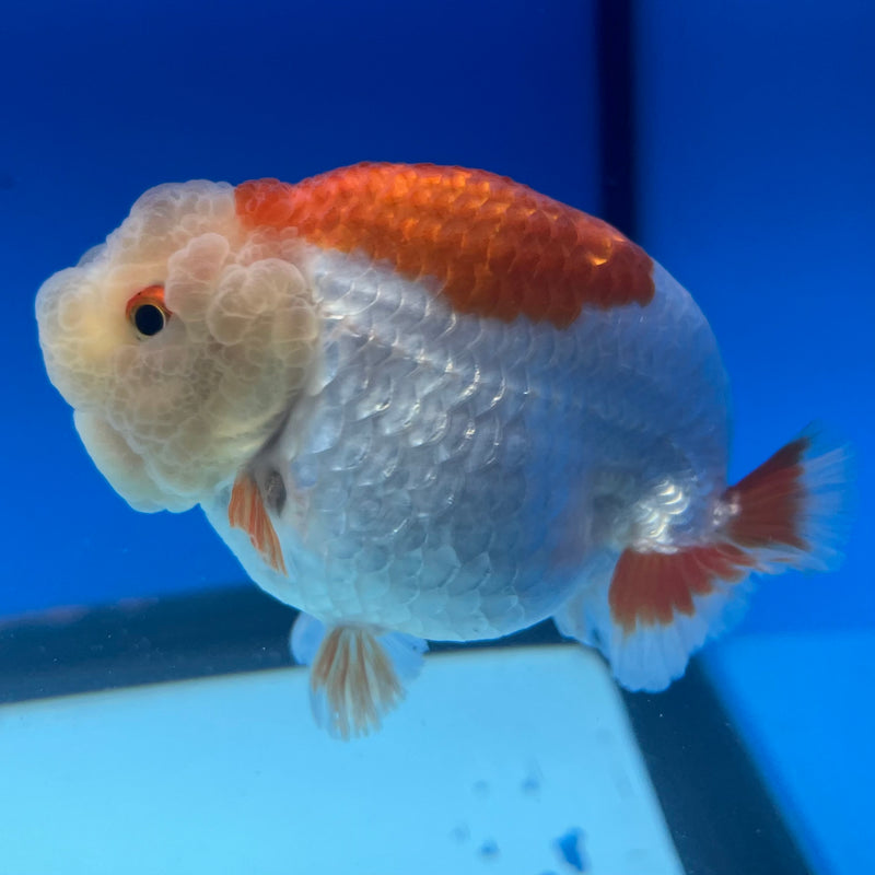 Thai Ranchu Lemon Head Red/White 3.5” Body Male(CK-1130)R1A07e