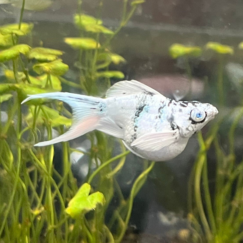 High Grade Zebra Balloon Molly (Poecilia sphenops)