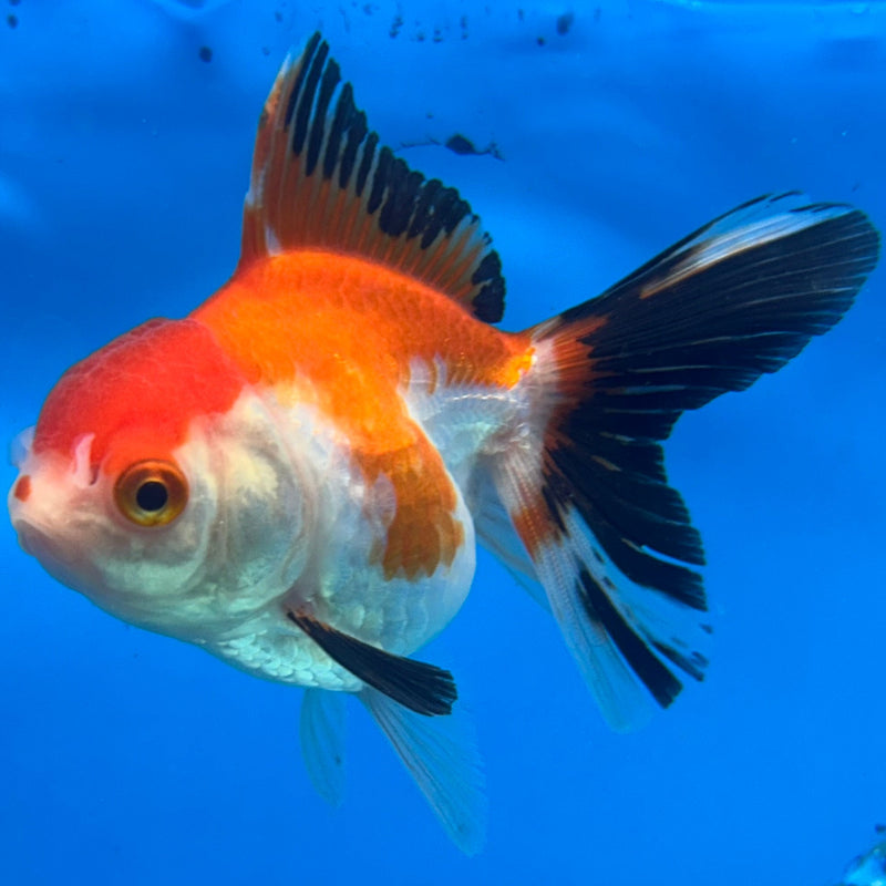 Thai Tri-Color Oranda 2” Body Female (JCD-212)R4B01