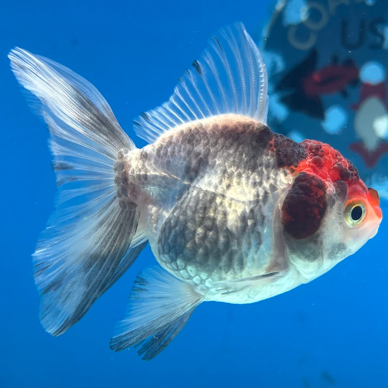 Thai Oranda Tri-Color 2.5” Body Female(CK-1023)R3B11