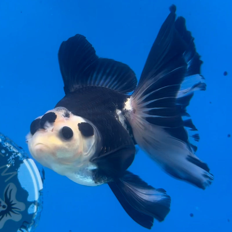 Thai Oranda Panda 3” Body Male(CK-1412)R3A12
