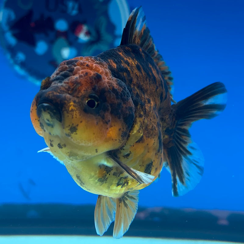 Thai Oranda SHOGUN 3” Body Female(CK-1158)R3A09