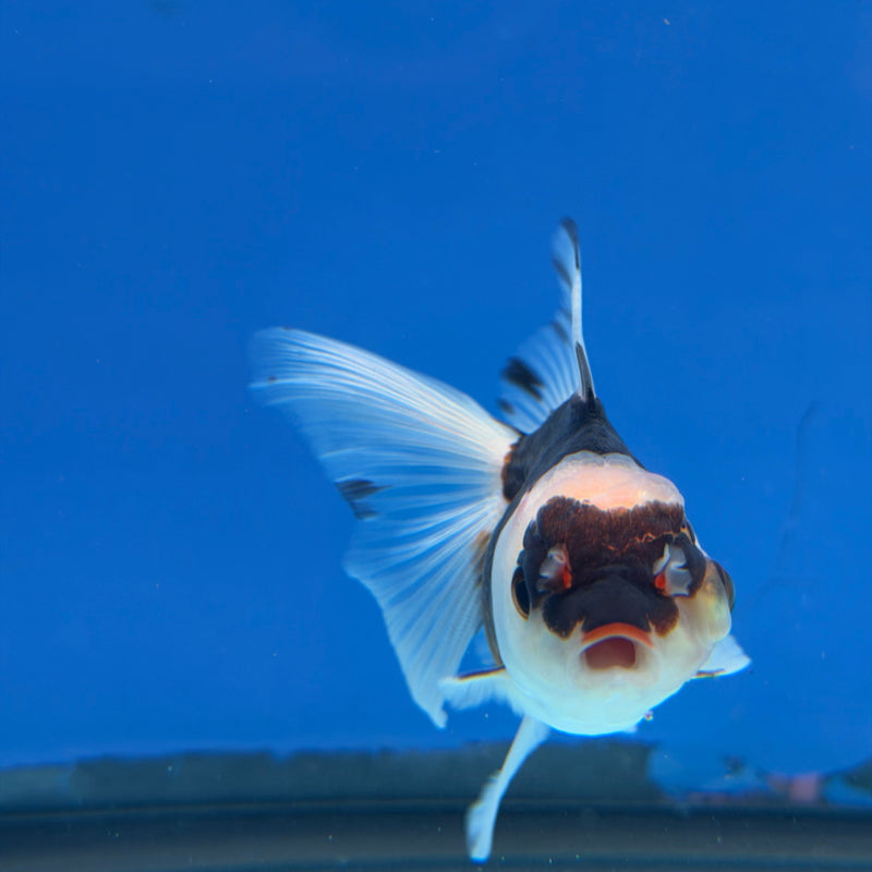 Thai Oranda Tri-Color 2.5” Female (FEB-318)R3B08