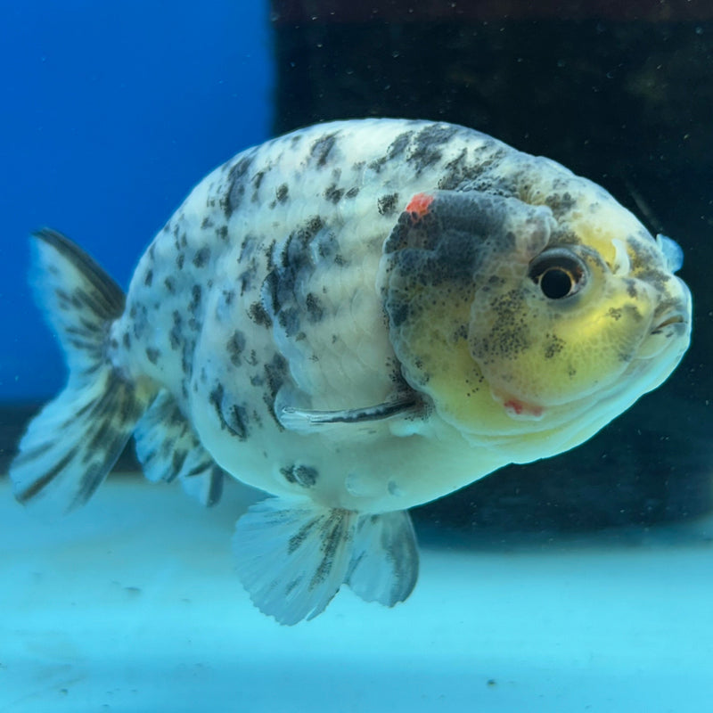 Premium Fancy Goldfish Ranchu White Tiger 3" Body (JCD-185) R2C05