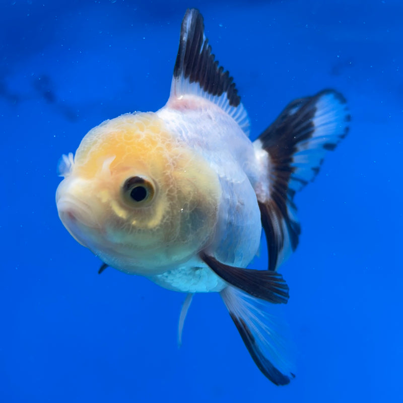 Thai Oranda Panda 2.5" Female (CK-1520)R3B16