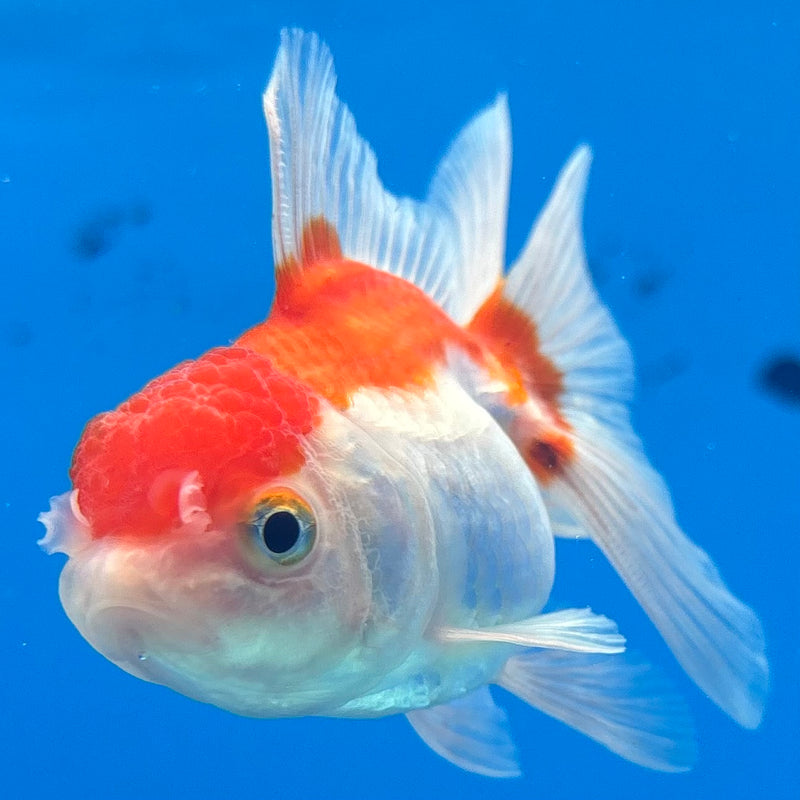 Thai Oranda Red/White 2” Body Female(CK-1268)R3B06