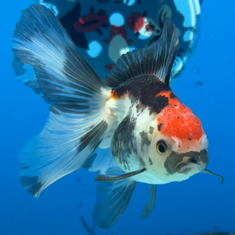 Thai Oranda Tri-Color 2.5” Body Female(CK-1298)R3B17