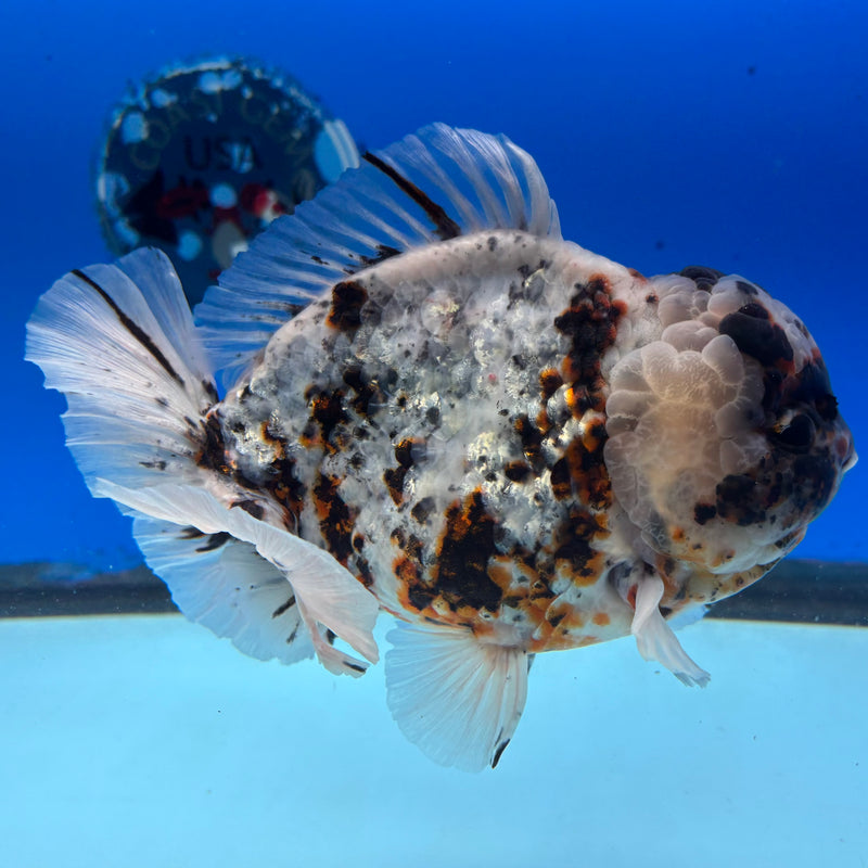 Thai Oranda Tri-Color Calico Tiger 5.5” Body Male(NKT-CK-1030)SHOWTANK2