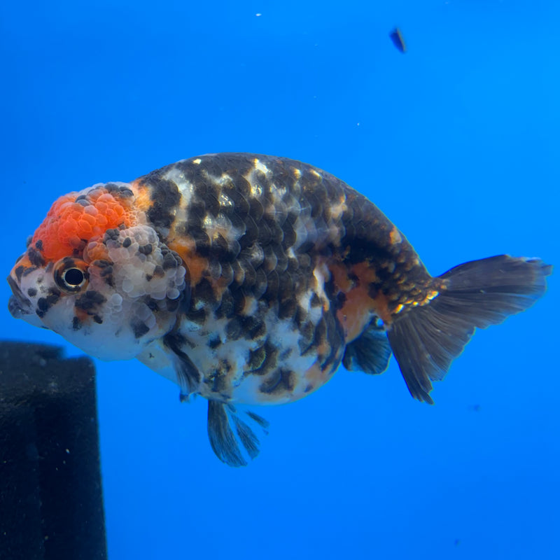 Chinese Ranchu Calico 4” Body Female(CK-1467)R2A09