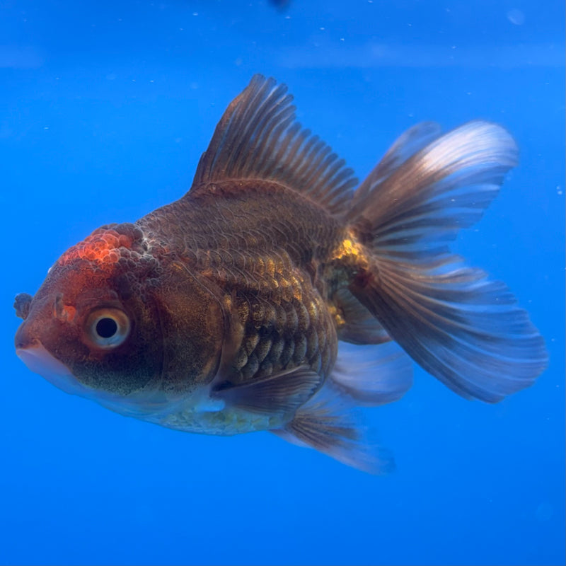 Thai Oranda Black Body Red Cap 2” Body Male(CK-824)R3B21
