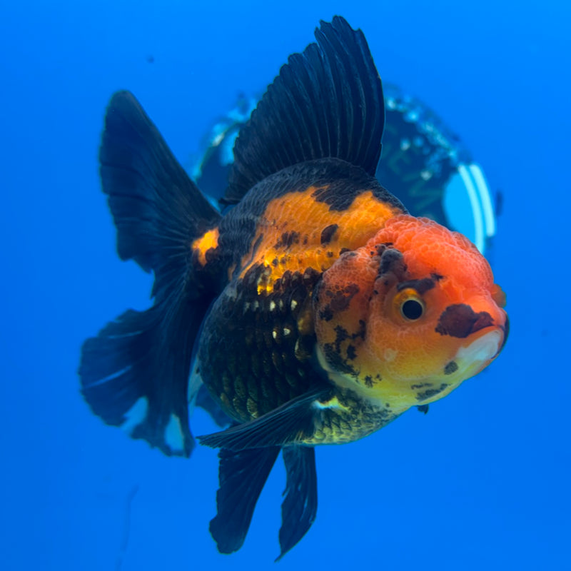 Thai Oranda Apache 3” Body Female(CK-847)R3B19