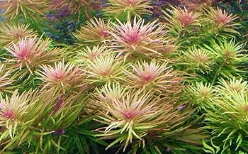 LIMNOPHILA AROMATICA (HIPPURIDOIDES) (RICE PADDY HERB (LIMNOPHILLA AROMATICA))