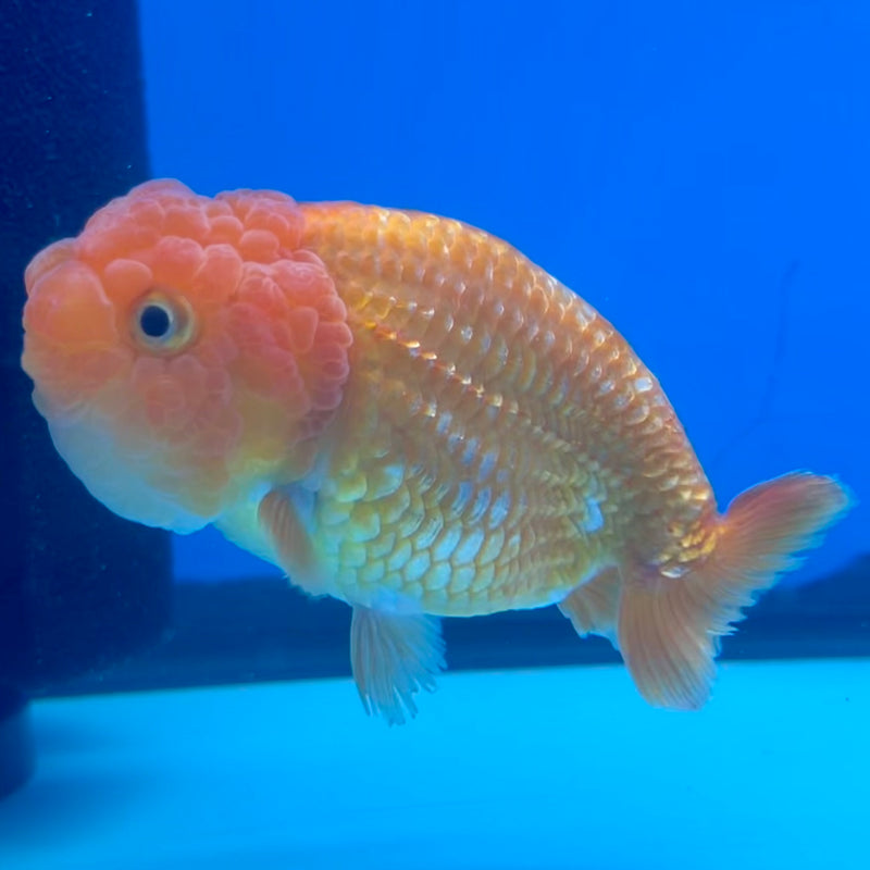 Thai Ranchu Full Red 3.5” Body Female(CK-1128)R1B05