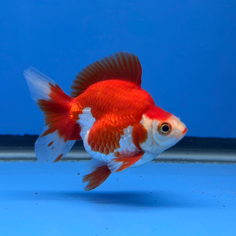 (KP-243) Red & White Thai Ryukin 2.5'' Male Show Quality R3B15