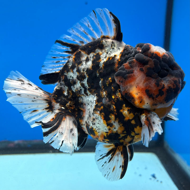 Thai Oranda Tri-Color Calico Tiger 4” Body Male(NKT-CK-1027)SHOWTANK2