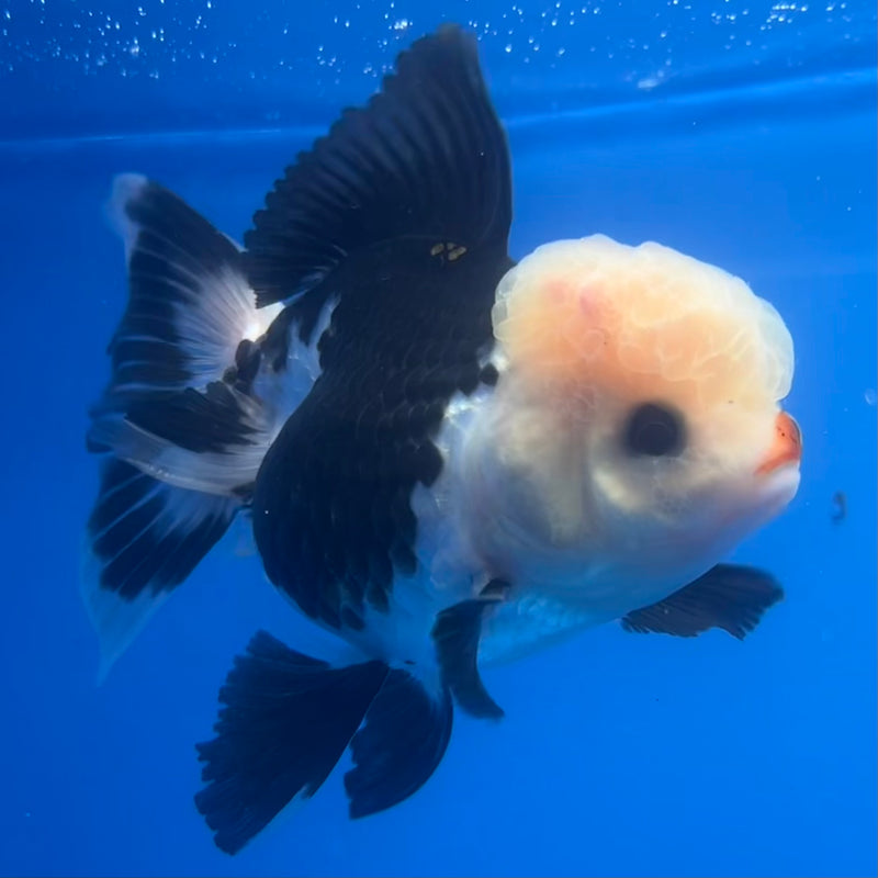 Thai Oranda Panda 3” Body Male(CK-1218)R1A09