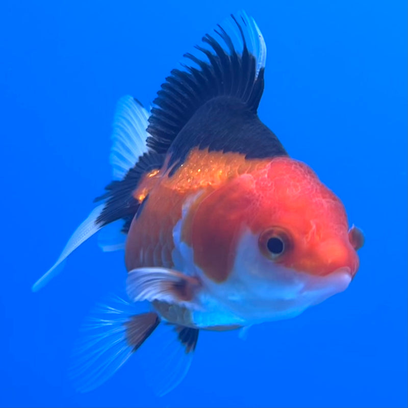 Thai Oranda Apache 2.5”Body Male(CK-744)R3B20