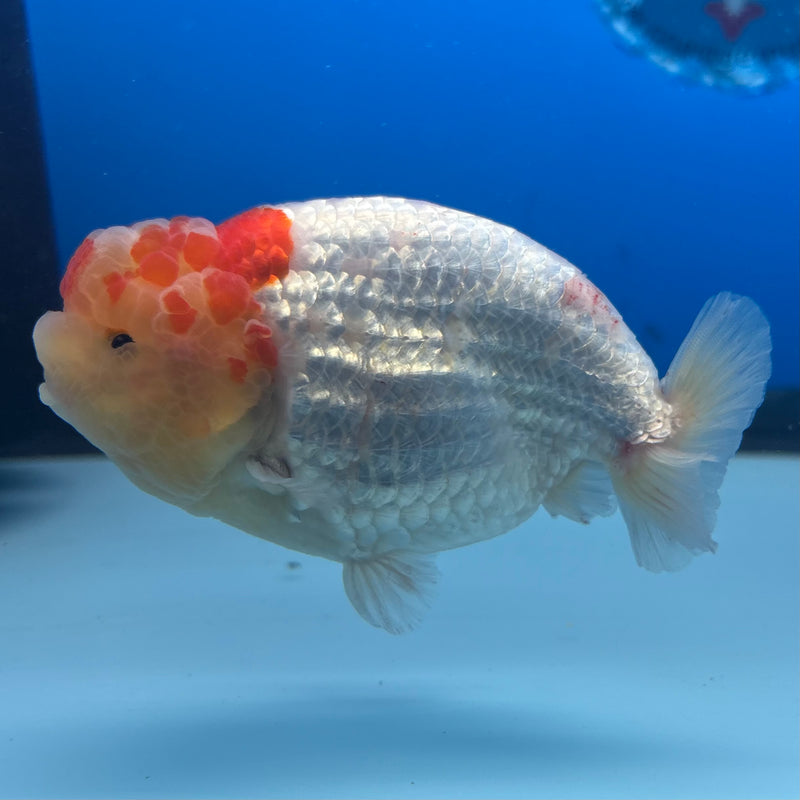 Thai Ranchu Lemon Head/White/Red Calico 3.5" Body Male(CK-894)R1A11